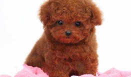 天门泰迪爆料视频大全最新,揭秘幕后真相与精彩瞬间